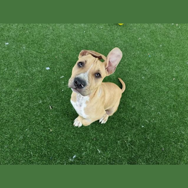 Photo of Apollo Imp 128