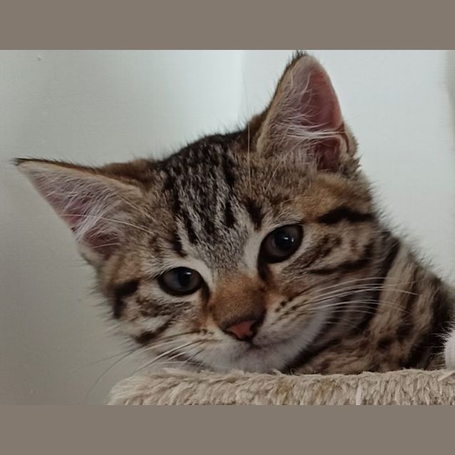 Photo of Tigger & Johnny