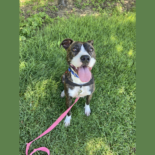 Photo of Sheba