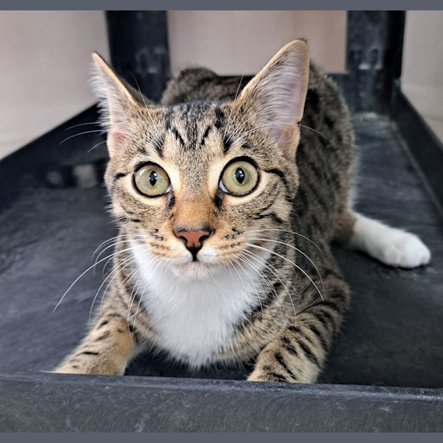 Photo of Jackson (9848)