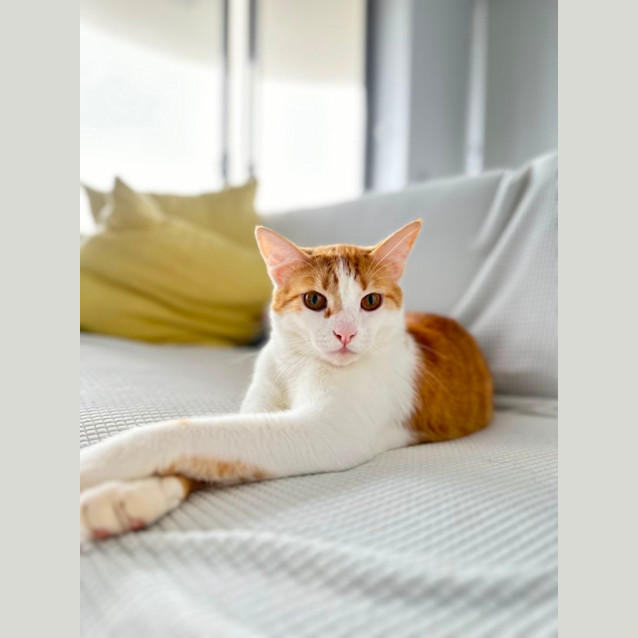 Photo of Ground Control To Snappy Tom