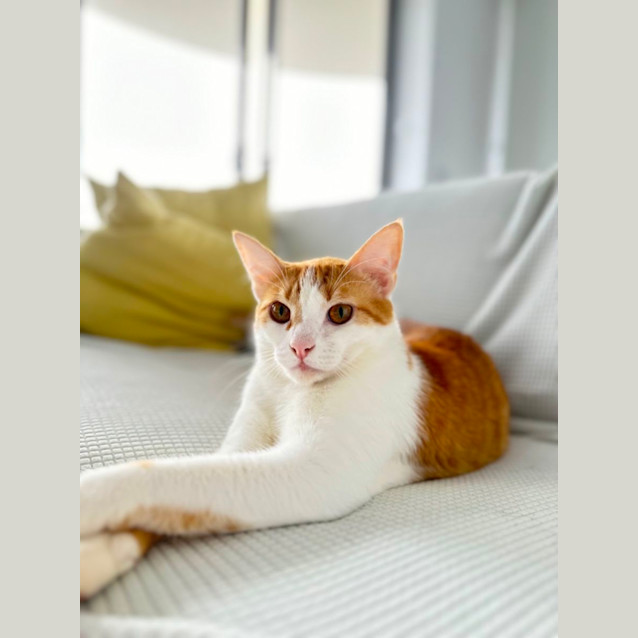 Photo of Ground Control To Snappy Tom