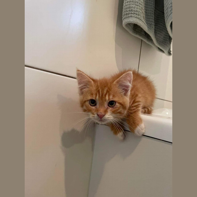 Photo of Falun Meet Me At Petstock Keysborough Store 