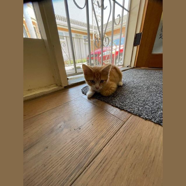 Photo of Haga Meet Me At Petstock Keysborough Store