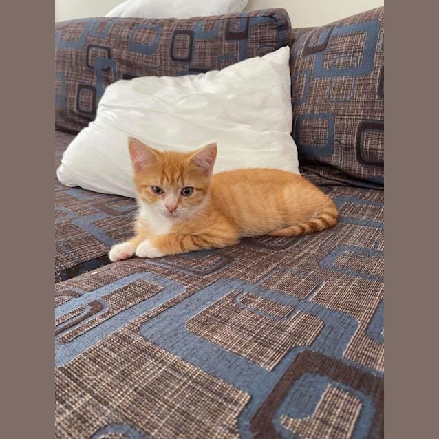 Photo of Haga Meet Me At Petstock Keysborough Store