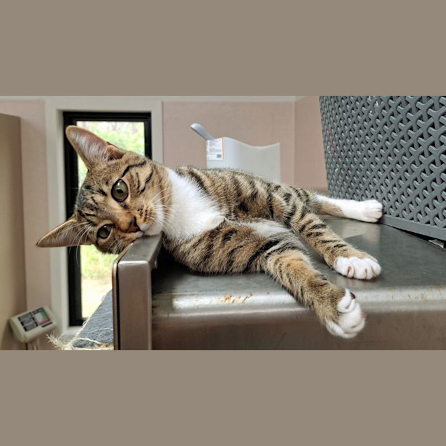 Photo of Jackson (9848)