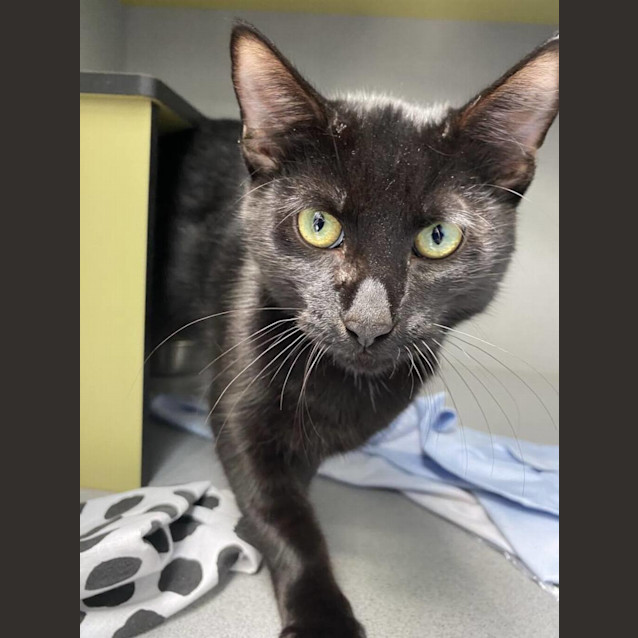 Photo of Lucifer (Was Fox)