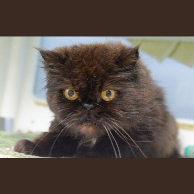 Photo of Chihiro