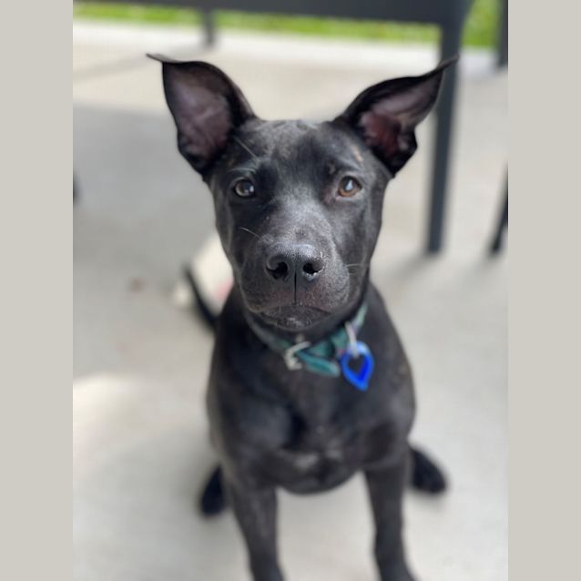 Photo of Ruby   5 Month Old German Shepherd X Staffy