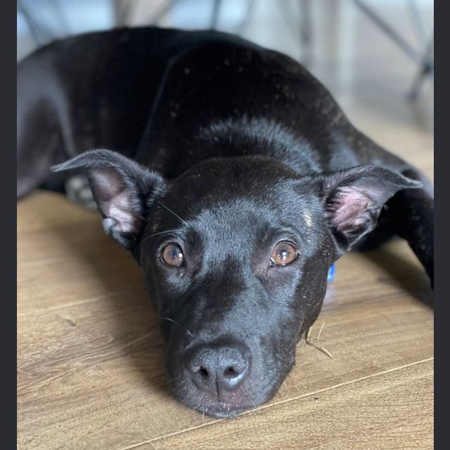 Photo of Ruby   5 Month Old German Shepherd X Staffy