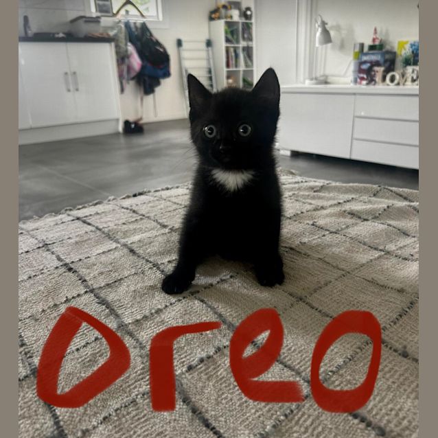 Photo of Oreo Kitten 2