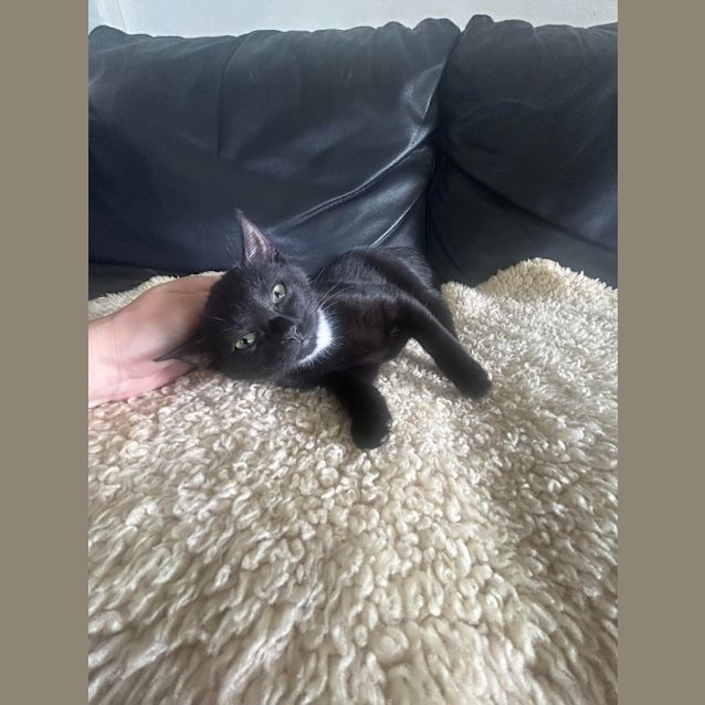 Photo of Oreo Kitten 2