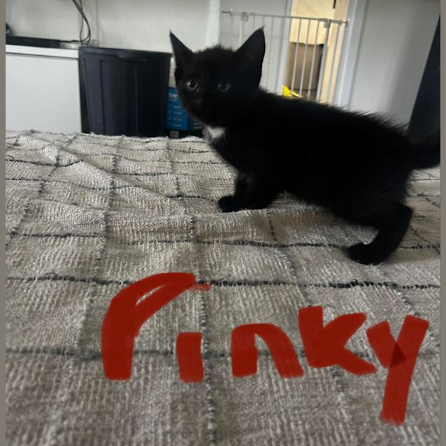 Photo of Pinky Kit 4