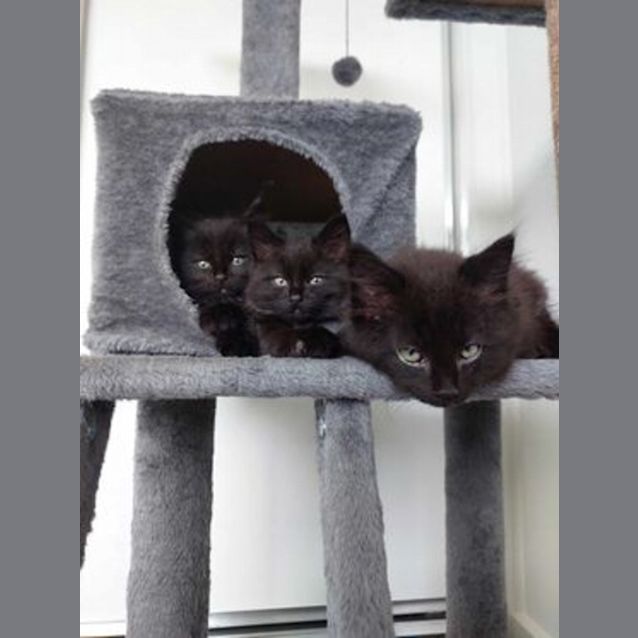 Photo of Nightfalcon 