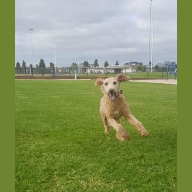 Photo of Otto   Groodle