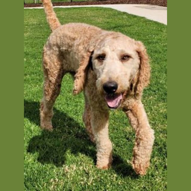 Photo of Otto   Groodle