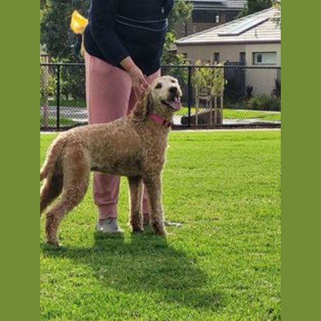 Photo of Otto   Groodle