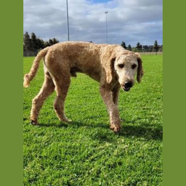 Photo of Otto   Groodle