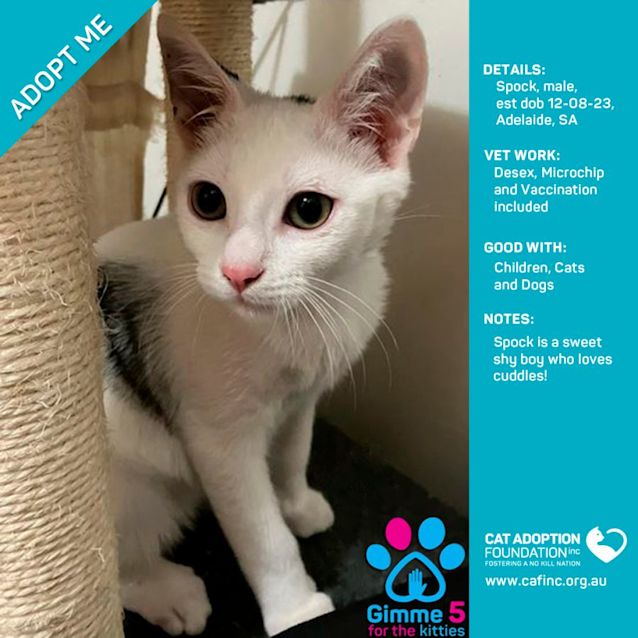 Photo of Spock Just $50 Limited Time!