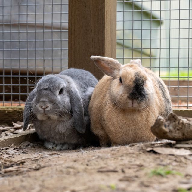 Photo of Soybean (Soi Bian)