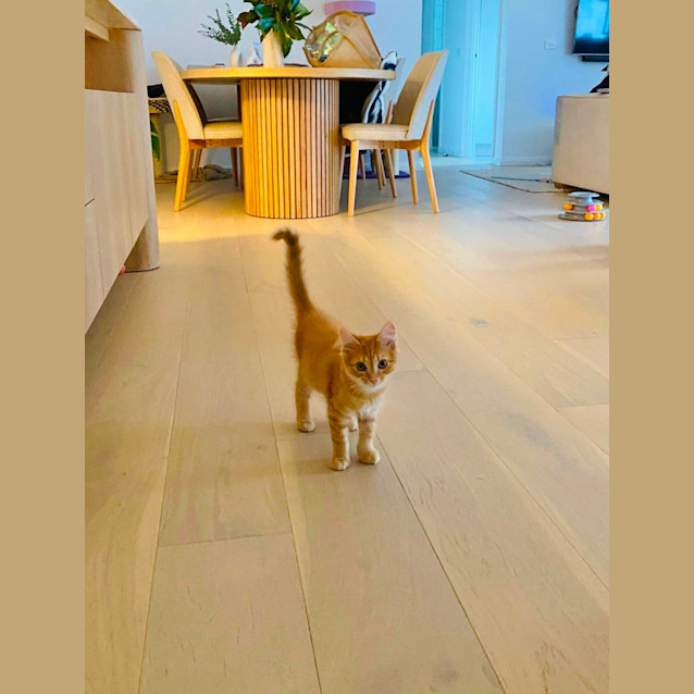 Photo of Biscuit Maker Jericho