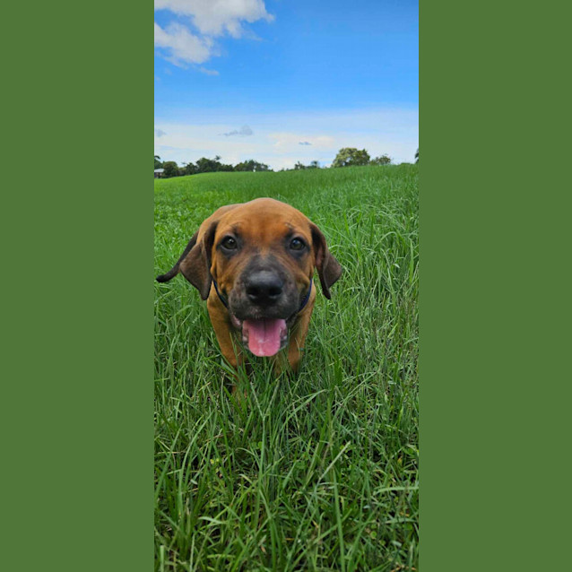 Photo of Baxter