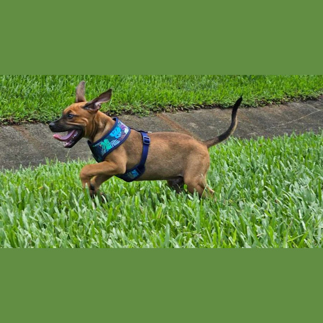 Photo of Baxter