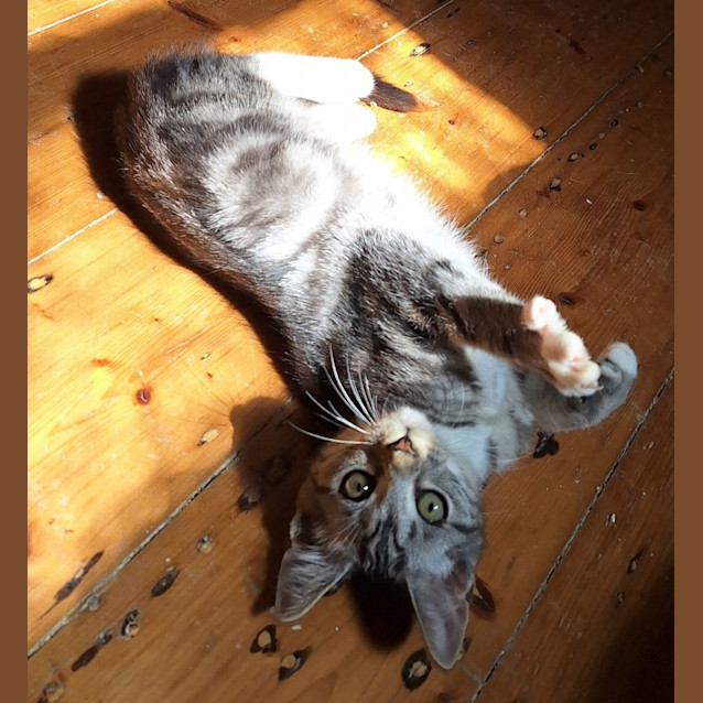 Photo of Rosemary