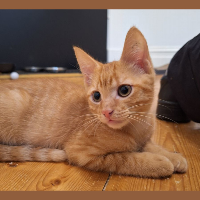 Photo of Blaze
