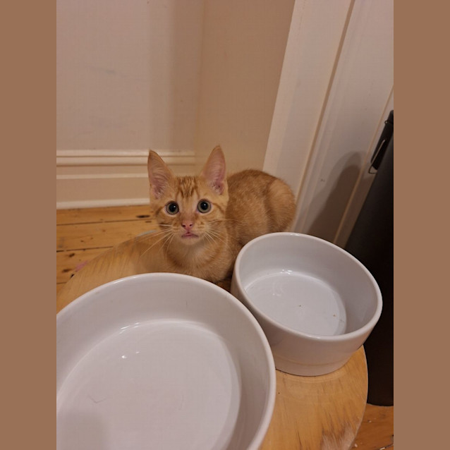 Photo of Blaze