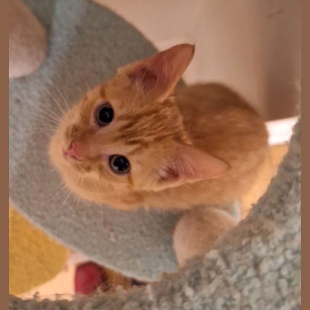 Photo of Blaze