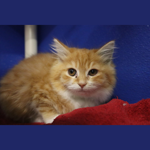 Photo of Pumpkin