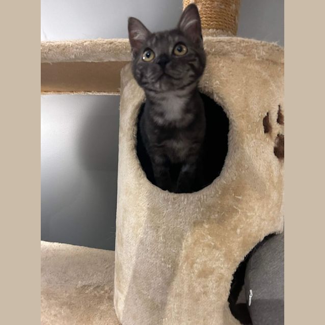 Photo of Nala   Located In Pakenham