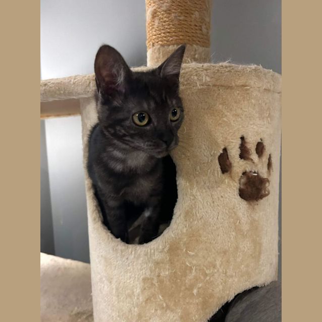 Photo of Ellie   Located In Pakenham