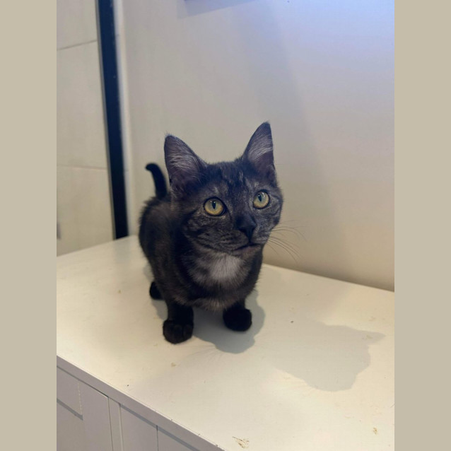 Photo of Ellie   Located In Pakenham