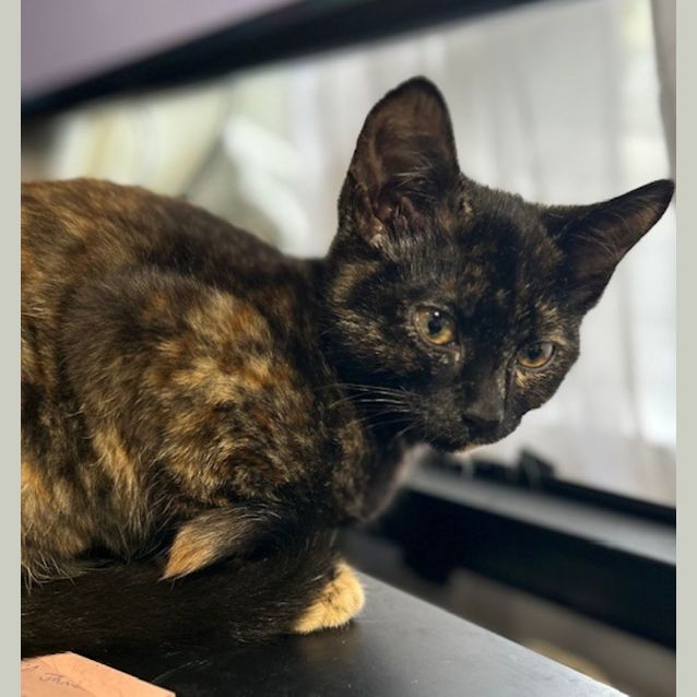 Photo of Pepper   Located In Surrey Hills