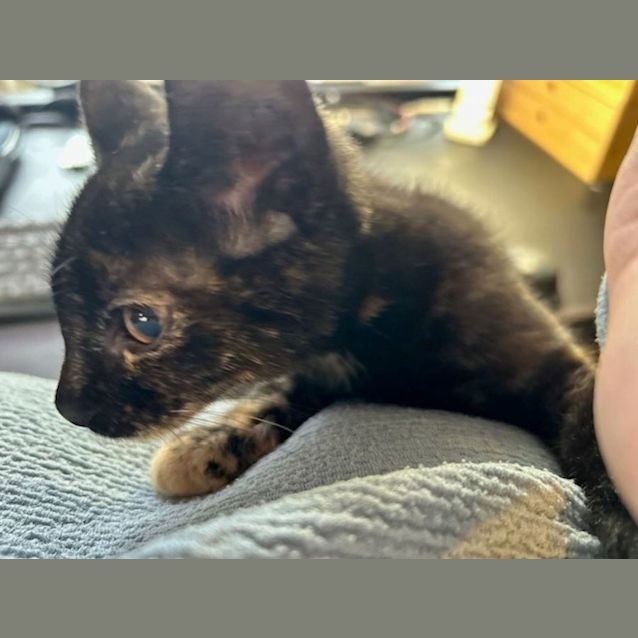 Photo of Pepper   Located In Surrey Hills