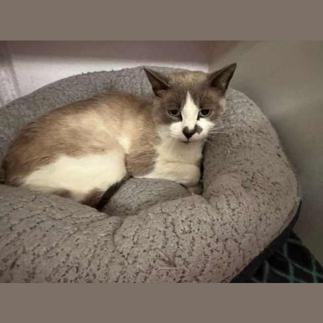 Photo of Smokey 