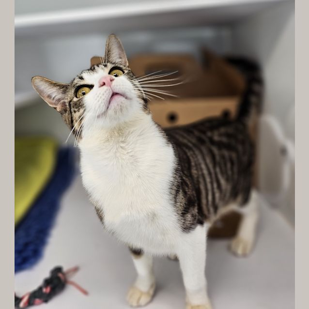 Photo of Gibble