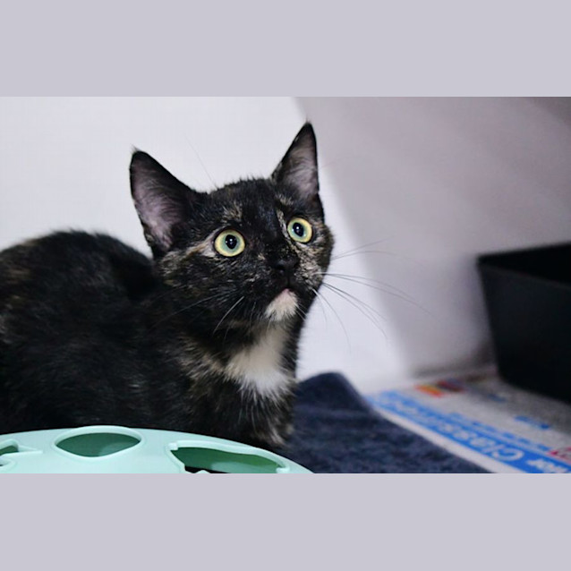 Photo of Bliss 11107