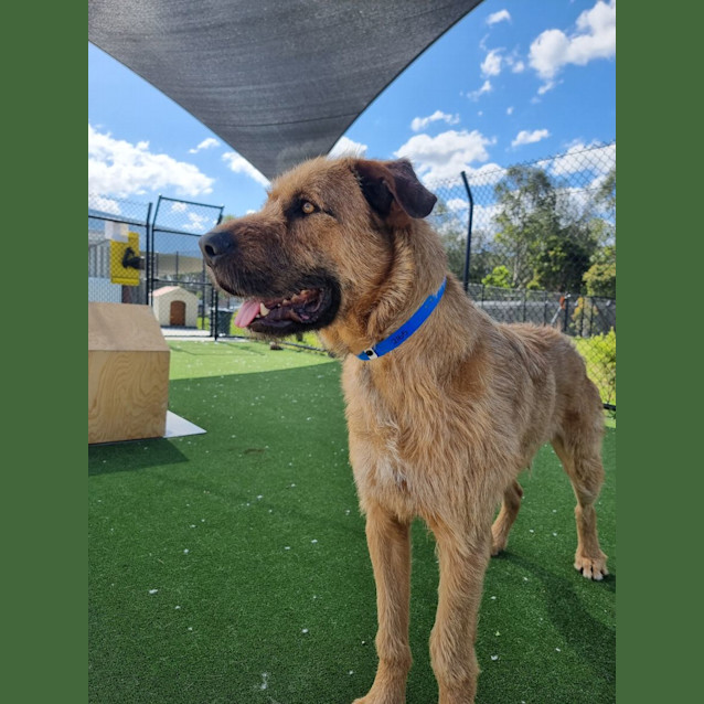 Photo of Toby Imp 2165