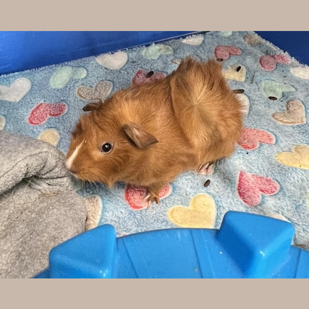 Photo of Tater Tot
