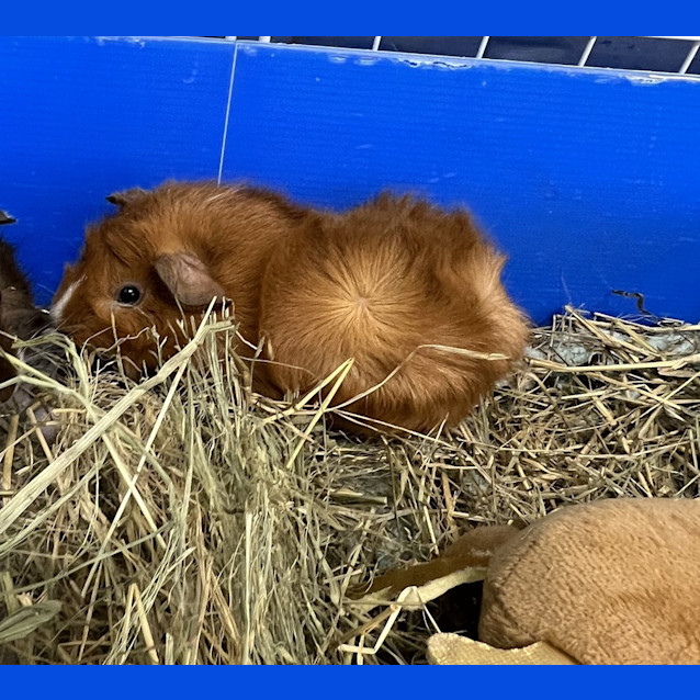Photo of Tater Tot