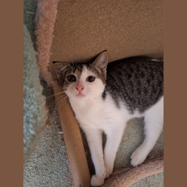 Photo of Flint
