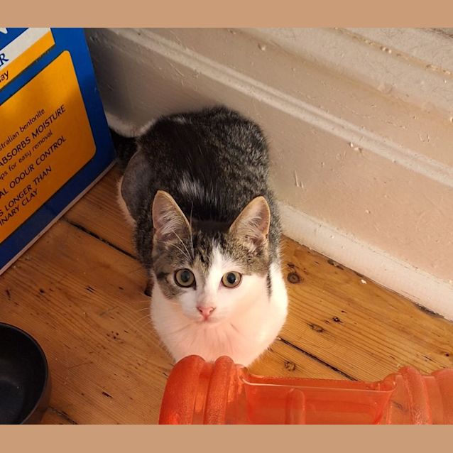 Photo of Flint