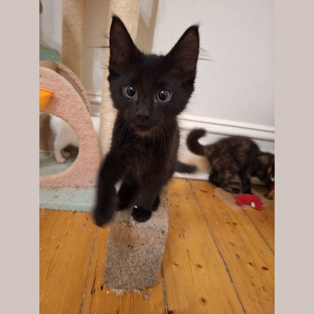 Photo of Zephyr