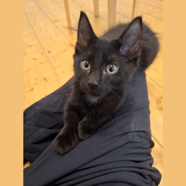 Photo of Zephyr