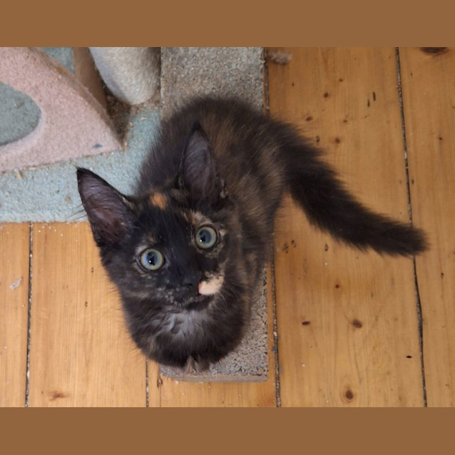 Photo of Flame