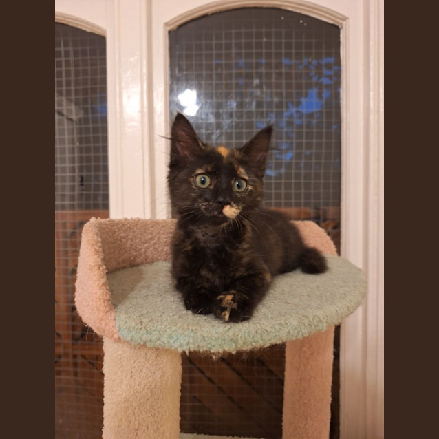 Photo of Flame