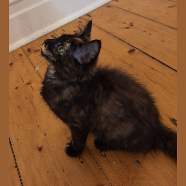 Photo of Flame